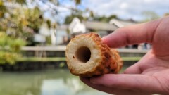 岡山のおみやげ おざきや　鯛ちくわ